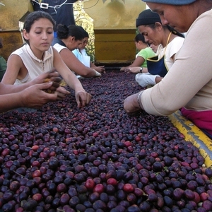 Oberon Cerrado Co2 Decaf