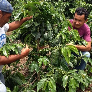 Genaro Machaco