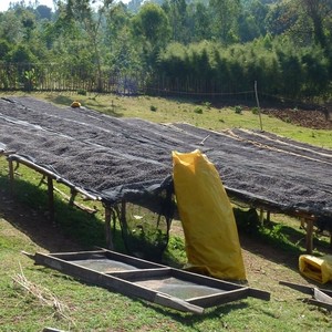 Tariku Mengesha Yirgacheffe Natural